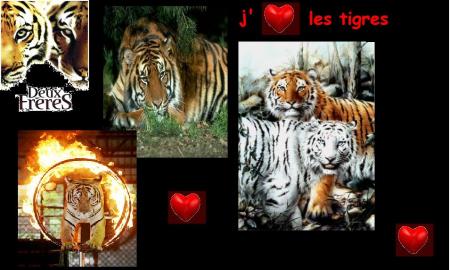 jadore trop les tigres!!